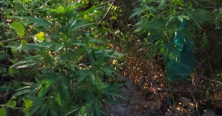 Κοζάνη: Καλλιεργούσε 6 δενδρύλλια κάνναβης