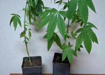 Φλώρινα: Σύλληψη 38χρονου για καλλιέργεια δενδρυλλίων κάνναβης και κατοχή ναρκωτικών