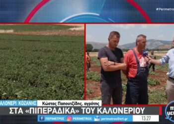 Στα «πιπεράδικα» του Καλονερίου – Το εμπόδιο στις δηλώσεις ΟΣΔΕ