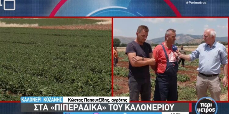 Στα «πιπεράδικα» του Καλονερίου – Το εμπόδιο στις δηλώσεις ΟΣΔΕ