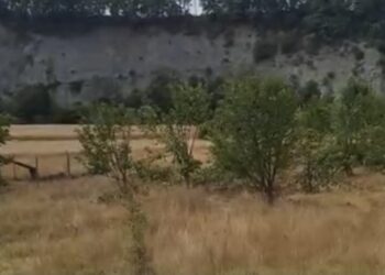 Αρκούδα στους Λικνάδες Βοΐου διέλυσε τα δένδρα.  Βίντεο