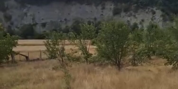 Αρκούδα στους Λικνάδες Βοΐου διέλυσε τα δένδρα.  Βίντεο