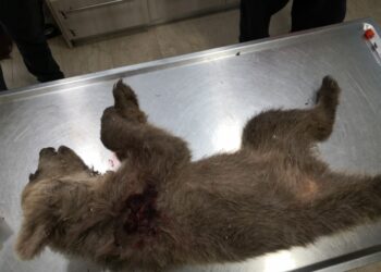 «Καλλιστώ»: Αποτρόπαιο έγκλημα στην Καστοριά: Νεκρό αρκουδάκι από πυροβόλο όπλο