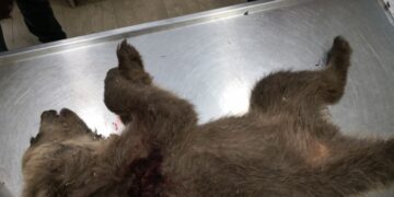 «Καλλιστώ»: Αποτρόπαιο έγκλημα στην Καστοριά: Νεκρό αρκουδάκι από πυροβόλο όπλο