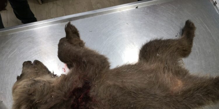 «Καλλιστώ»: Αποτρόπαιο έγκλημα στην Καστοριά: Νεκρό αρκουδάκι από πυροβόλο όπλο