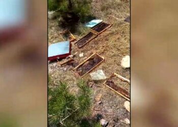 Κοζάνη: Νέα επίθεση αρκούδας σε κυψέλες και μελίσσια- Τα στοιχεία του ΕΛΓΑ για τις ζημιές