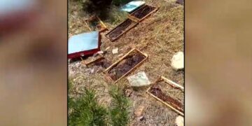 Κοζάνη: Νέα επίθεση αρκούδας σε κυψέλες και μελίσσια- Τα στοιχεία του ΕΛΓΑ για τις ζημιές
