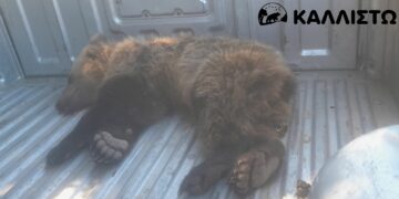 Διάσωση μικρής αρκούδας μετά από τροχαίο και εγκατάλειψή της, στην Π.Ε. Καστοριάς