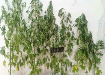 Φλώρινα: Σύλληψη 62χρονου για καλλιέργεια -8- δενδρυλλίων κάνναβης