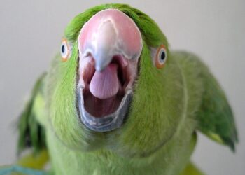 Παπαγάλος-καταδότης «κάρφωσε» συμμορία ναρκωτικών – Επαναλάμβανε κωδικοποιημένες φράσεις