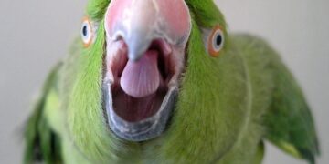 Παπαγάλος-καταδότης «κάρφωσε» συμμορία ναρκωτικών – Επαναλάμβανε κωδικοποιημένες φράσεις