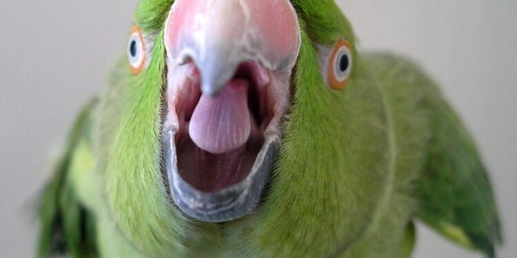 Παπαγάλος-καταδότης «κάρφωσε» συμμορία ναρκωτικών – Επαναλάμβανε κωδικοποιημένες φράσεις