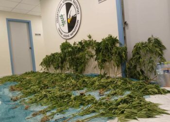 Καστοριά: Εντοπίστηκε φυτεία κάνναβης με  -183- δενδρύλλια,