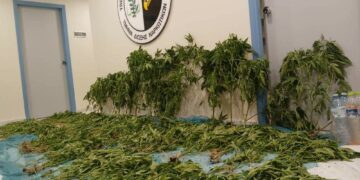 Καστοριά: Εντοπίστηκε φυτεία κάνναβης με  -183- δενδρύλλια,