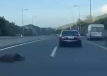 Νεκρή αρκούδα σε τροχαίο λίγο μετά τον Πολύμυλο προς Βέροια ! Βίντεο