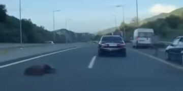 Νεκρή αρκούδα σε τροχαίο λίγο μετά τον Πολύμυλο προς Βέροια ! Βίντεο