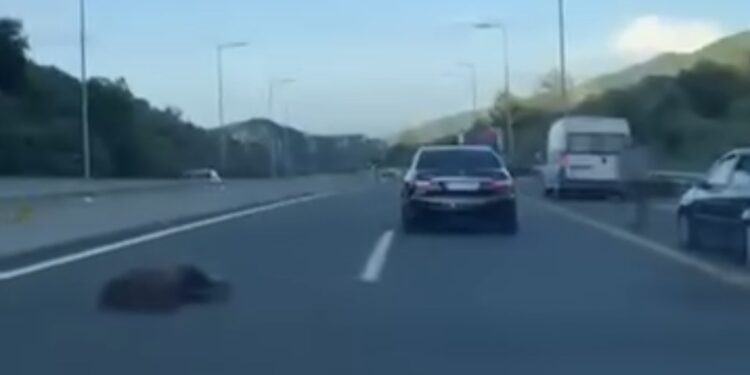 Νεκρή αρκούδα σε τροχαίο λίγο μετά τον Πολύμυλο προς Βέροια ! Βίντεο