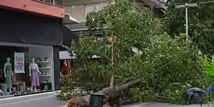 Κοζάνη: Ξεριζώθηκε δέντρο στον πεζόδρομο!!