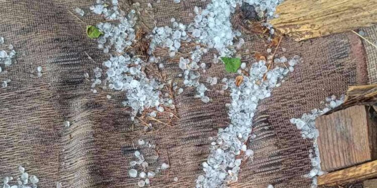 Χαλάζι σε μέγεθος φουντουκιού έπληξε καλλιέργειες στον Αντιγόνο Αμυνταίου (βίντεο)