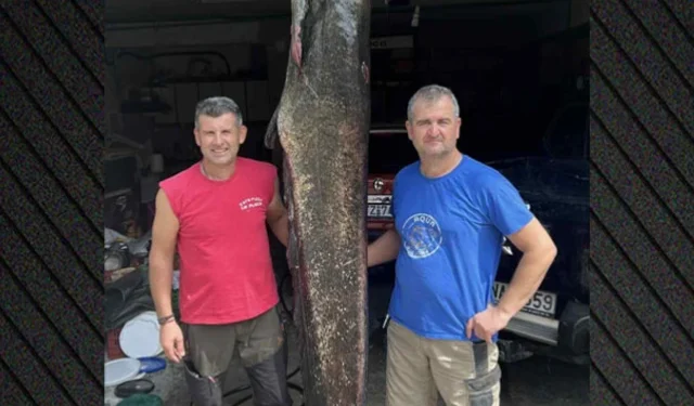 Κοζάνη: Ψαράδες έπιασαν γουλιανό 100 κιλών στη λίμνη Πολυφύτου – Δείτε βίντεο