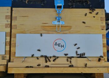 Restart Evros: Η ΔΕΗ στηρίζει την αναγέννηση της φύσης στον Έβρο με 660.000 μέλισσες