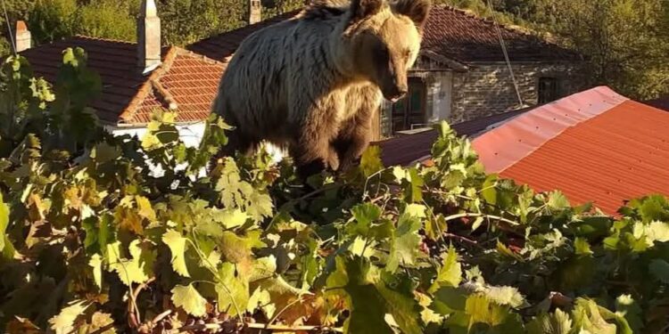 Νεαρή αρκούδα στην Κορυφή Βοΐου, πάνω σε κληματαριά τρώει σταφύλια. Βίντεο
