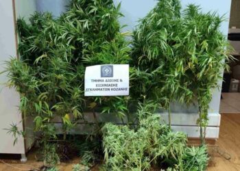 Κοζάνη: Καλλιεργούσε κάνναβη!!!