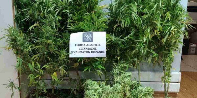 Κοζάνη: Καλλιεργούσε κάνναβη!!!