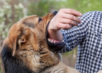 Σκύλος δάγκωσε ταχυδρόμο – Συνελήφθη η ιδιοκτήτρια του ζώου