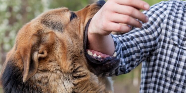 Σκύλος δάγκωσε ταχυδρόμο – Συνελήφθη η ιδιοκτήτρια του ζώου
