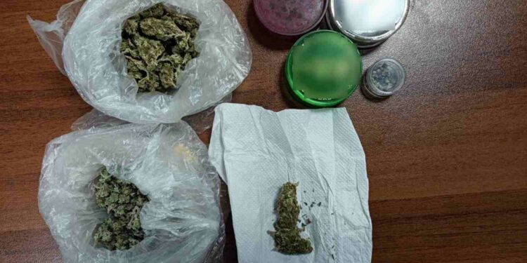 Γρεβενά: Δύο συλλήψεις για καλλιέργεια δενδρυλλίων κάνναβης