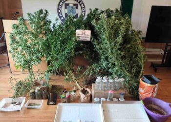 Κοζάνη: 65χρονος καλλιεργούσε κάνναβη στο σπίτι του