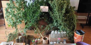 Κοζάνη: 65χρονος καλλιεργούσε κάνναβη στο σπίτι του