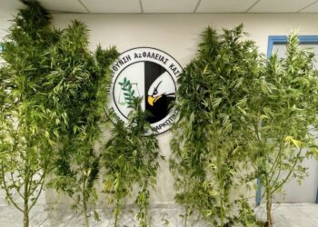 Καστοριά: Συνελήφθη 54χρονος για καλλιέργεια δενδρυλλίων κάνναβης και διακίνηση ναρκωτικών