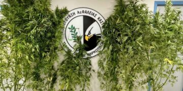 Καστοριά: Συνελήφθη 54χρονος για καλλιέργεια δενδρυλλίων κάνναβης και διακίνηση ναρκωτικών