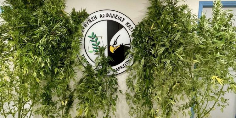 Καστοριά: Συνελήφθη 54χρονος για καλλιέργεια δενδρυλλίων κάνναβης και διακίνηση ναρκωτικών