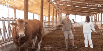 Μονάδα βοοειδών με πιάνο και…γαλλικά στην Εράτυρα: “Viens ici mon bebe”. Βίντεο