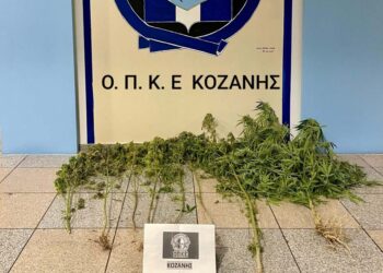 Κοζάνη: Συνελήφθη 52χρονος, για καλλιέργεια  κάνναβης