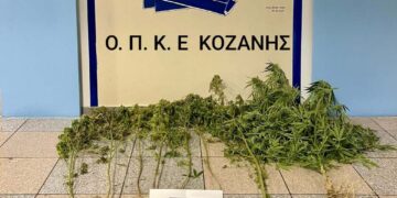 Κοζάνη: Συνελήφθη 52χρονος, για καλλιέργεια  κάνναβης