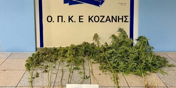 Κοζάνη: Συνελήφθη 52χρονος, για καλλιέργεια  κάνναβης