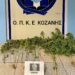 Κοζάνη: Συνελήφθη 52χρονος, για καλλιέργεια  κάνναβης