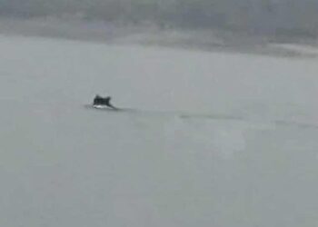 Πρωτοφανείς εικόνες με μεγαλόσωμη αρκούδα να…κολυμπά μέσα στη λίμνη Πολυφύτου-Δείτε το απίστευτο βίντεο του Θανάση Γκαμπούρα!