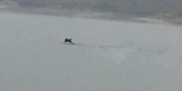 Πρωτοφανείς εικόνες με μεγαλόσωμη αρκούδα να…κολυμπά μέσα στη λίμνη Πολυφύτου-Δείτε το απίστευτο βίντεο του Θανάση Γκαμπούρα!