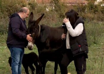 Κοζάνη: Γαϊδούρα 23 ετών έφερε στη ζωή δυο πανέμορφα γαϊδουράκια