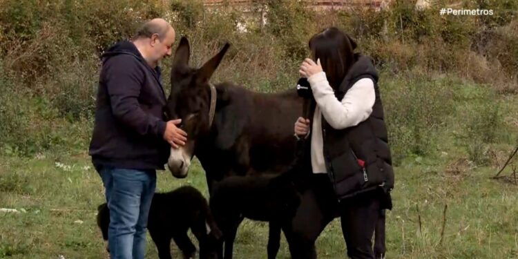 Κοζάνη: Γαϊδούρα 23 ετών έφερε στη ζωή δυο πανέμορφα γαϊδουράκια