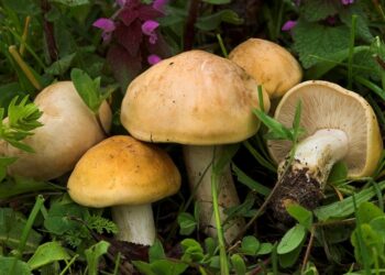 Σε κρίσιμη αλλά σταθερή κατάσταση το ζευγάρι που έπαθε δηλητηρίαση από μανιτάρια στην Έδεσσα