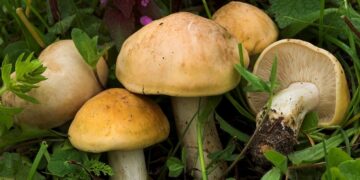 Σε κρίσιμη αλλά σταθερή κατάσταση το ζευγάρι που έπαθε δηλητηρίαση από μανιτάρια στην Έδεσσα