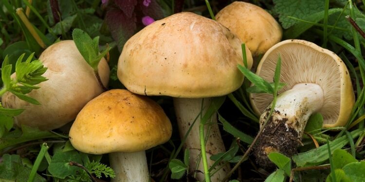 Σε κρίσιμη αλλά σταθερή κατάσταση το ζευγάρι που έπαθε δηλητηρίαση από μανιτάρια στην Έδεσσα