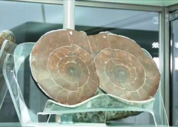 Η παλαιοντολογική έκθεση στο ιστορικό γυμνάσιο Τσοτυλίου. Βίντεο