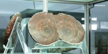 Η παλαιοντολογική έκθεση στο ιστορικό γυμνάσιο Τσοτυλίου. Βίντεο